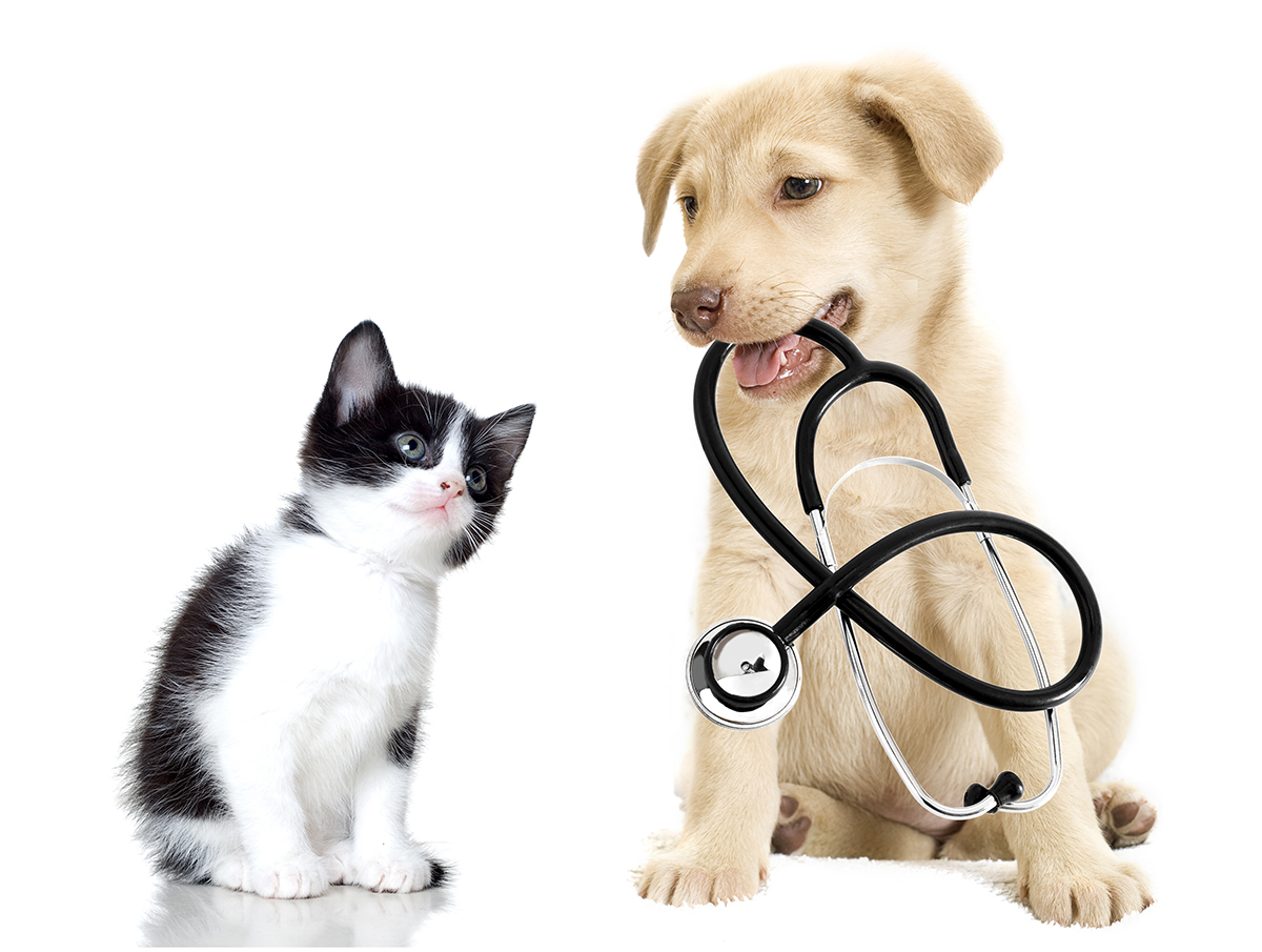 Small Animal Veterinary Surgery in 