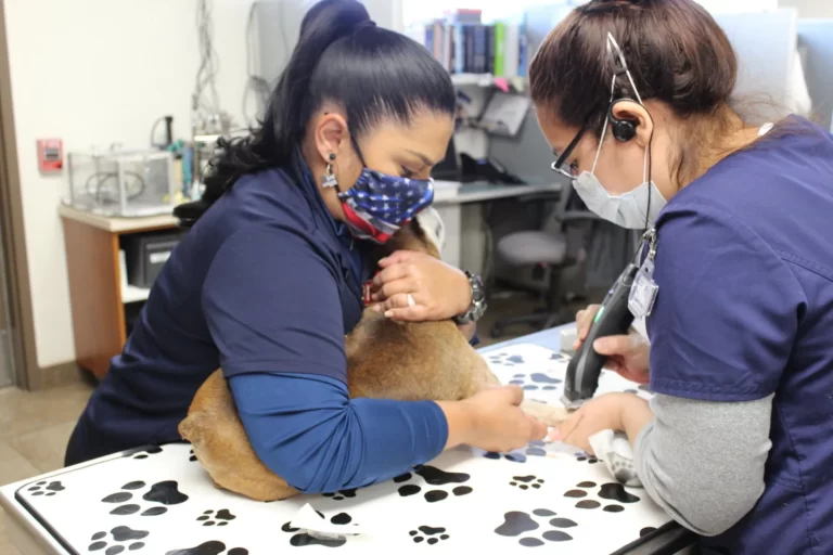 Veterinary technicians caring for a dog during a medical procedure, demonstrating dedicated pet care at PAH Vets.